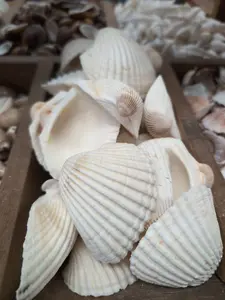 Ark Clam Shell Half (Telligarca Granosa)