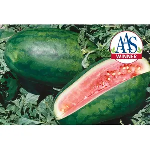 Congo Giant Red Watermelon Seeds - Ideal for Growing Vibrant Tomatoes