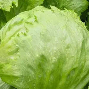 Organic Iceberg Lettuce Seeds (Lactuca sativa) – Classic Crisp Heads, Cool Flavor – Minimum: 150+ Seeds