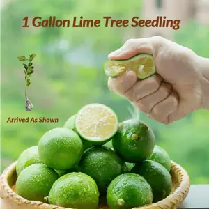 Lime tree seedling — Bare Root, Ready for Container or Ground Planting. Compact Size Makes It a Great Fit for Balconies, Patios, or Small Backyards. Live Plant Perennial Gardens Sapling Non-GMO Fruit Fast-Growing Hardy