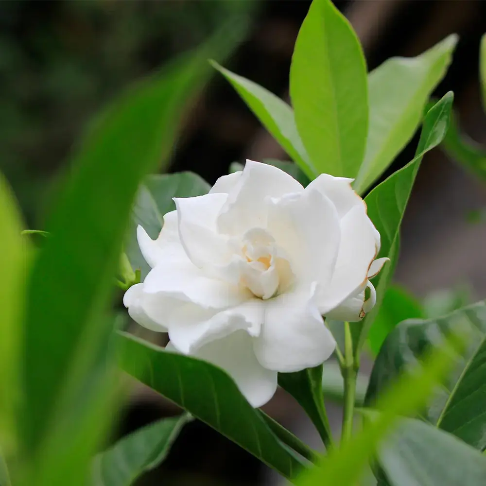 Gardenia Fragrance Oil