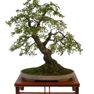 white weeping willow or weeping cherry blossom bonsai cuttings!