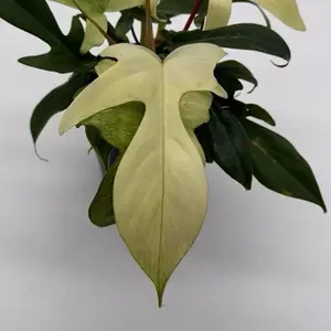 Philodendron Florida Ghost 6” Pot Rare Collector’s Plant with Unique Pale Leaves Easy Care Indoor Tropical for Shelves or Displays