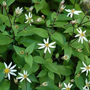White Woodland Aster