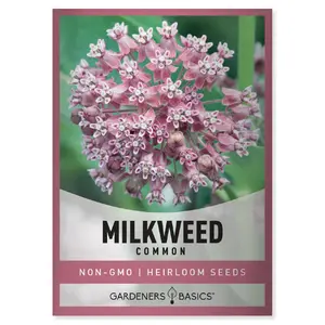 Common Milkweed Seeds Milk Weed Plant Seeds