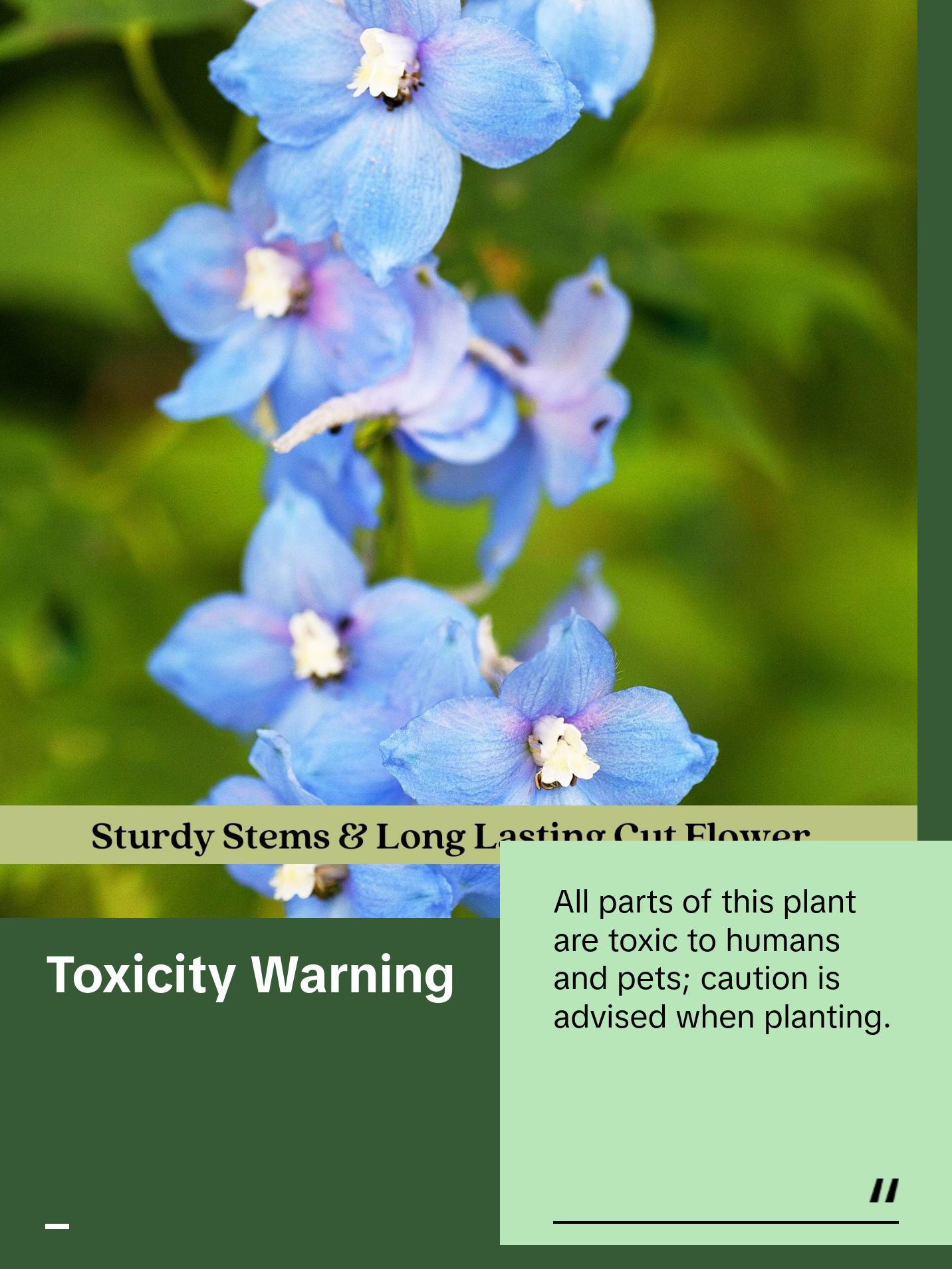 Delphinium Summer Blues (Larkspur) | Two Live Perennial Plants | Non-GMO, Dwarf Variety