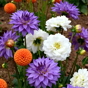 200+Dahlia Flower Tubers - Mixed Color Variety Pack, Large Blooming Perennial Plants for Garden, Borders & Containers, Easy to Grow Summer to Fall Flowers （dahlia seeds）1Packs-A21-DLH1