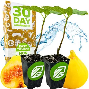 2-Pack Yellow Longneck Fig Trees - Ficus carica by Wellspring Gardens - Sweet Honey Figs grown on petite fig tree