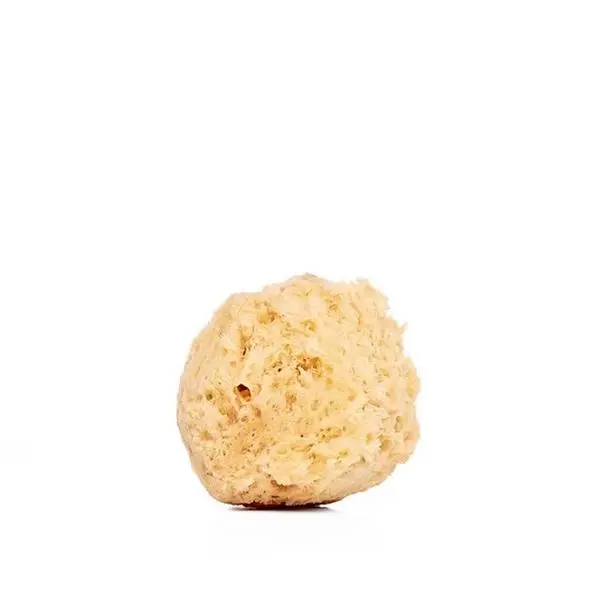 Sea Sponge
