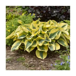 Roberta's Hosta Autumn Frost 1pc