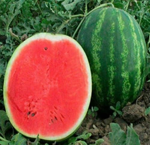 50 watermelon seeds for growing non-GMO heirloom seeds
