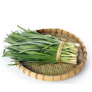 Leek Large American Flag Allium Ampeloprasum Seeds 2 Pack x 1500 Seeds Heirloom Variety Home Gardening Fresh