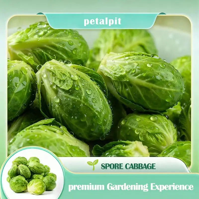【PetalPit】High-Yield Brussels Sprouts Seeds | Robust Germination | Easy to Grow on Balcony | Crisp & Sweet | Tender Fresh Vegetable Seeds