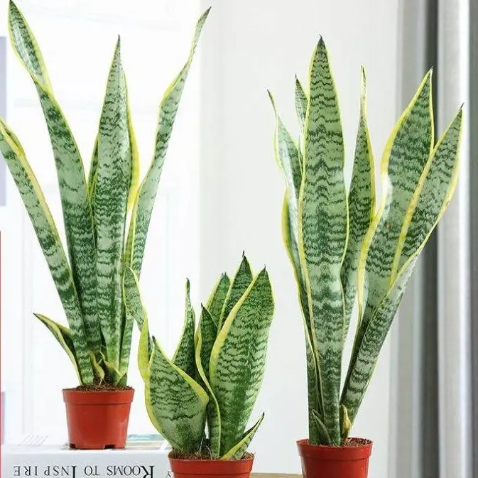 Live Golden Edge Snake Plant (Dracaena Trifasciata Sansevieria Laurentii) - Easy Care, Low Maintenance Air Purifying Houseplant with Dark Green & Light Green Foliage, No Frequent Spraying Needed, Ideal for Bedroom, Home Office Decor & Gifting