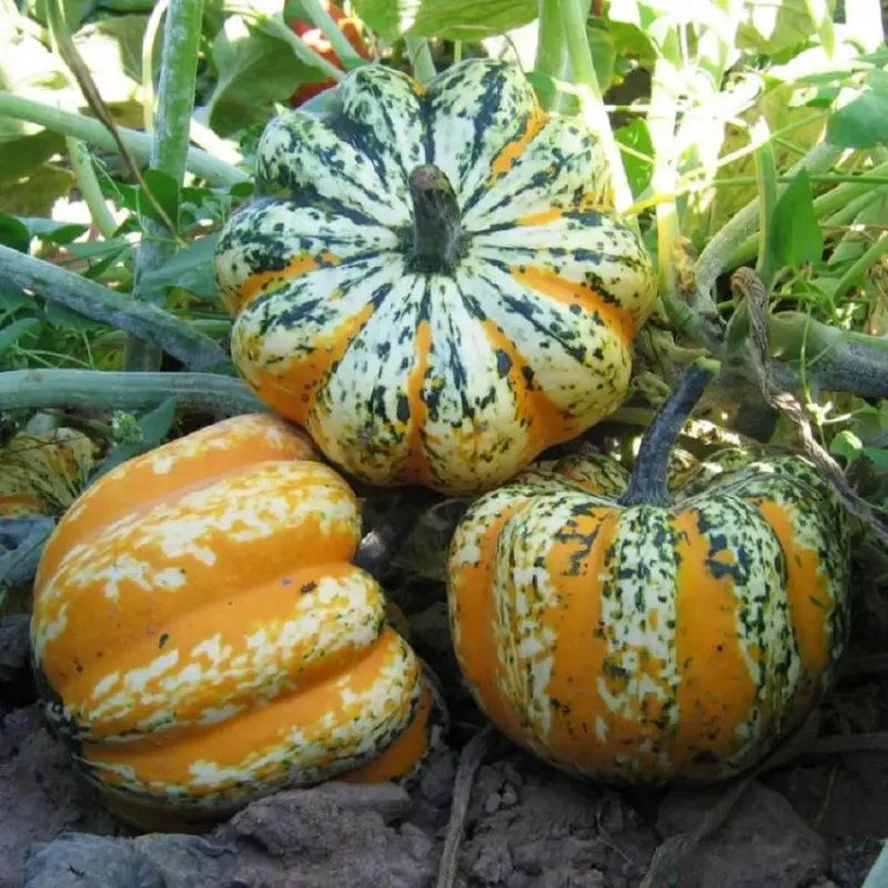 Festival F1 Winter Squash Seeds (Cucurbita pepo) – Carnival-Type Acorn Squash, Hybrid Non-GMO, Decorative Marbled Yellow-Green-Orange Rind, Sweet Flavor, Great for Fall Décor & Storage