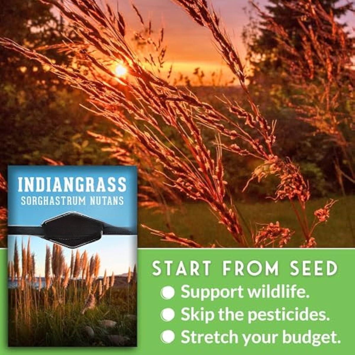 Indiangrass Seeds for Planting | Golden PrairPlant | Drought-Tolerant North American Native Grass - 1 Packie