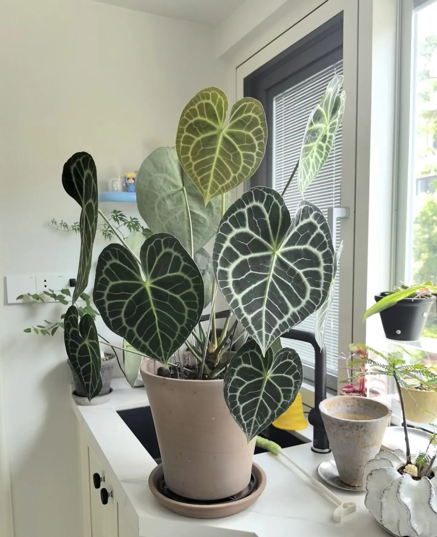 Anthurium Clarinervium | Rare Velvet Anthurium | Starter Plant in 2-Inch Pot | Houseplant
