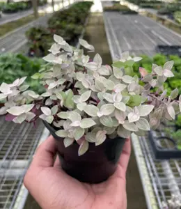 4" Tradescantia Callisia Pink Panther Plant