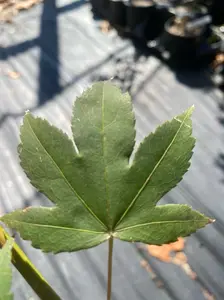 Acer palmatum 'Saotome' Green Japanese Maple