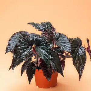 6" Begonia Black Magic – Indoor Plant, Dramatic & Rare Dark Foliage, Easy-Care Houseplant, Bold Home Décor Accent, Air-Purifying & Beginner-Friendly
