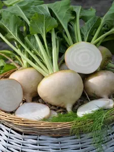 White Albino Beet Seeds