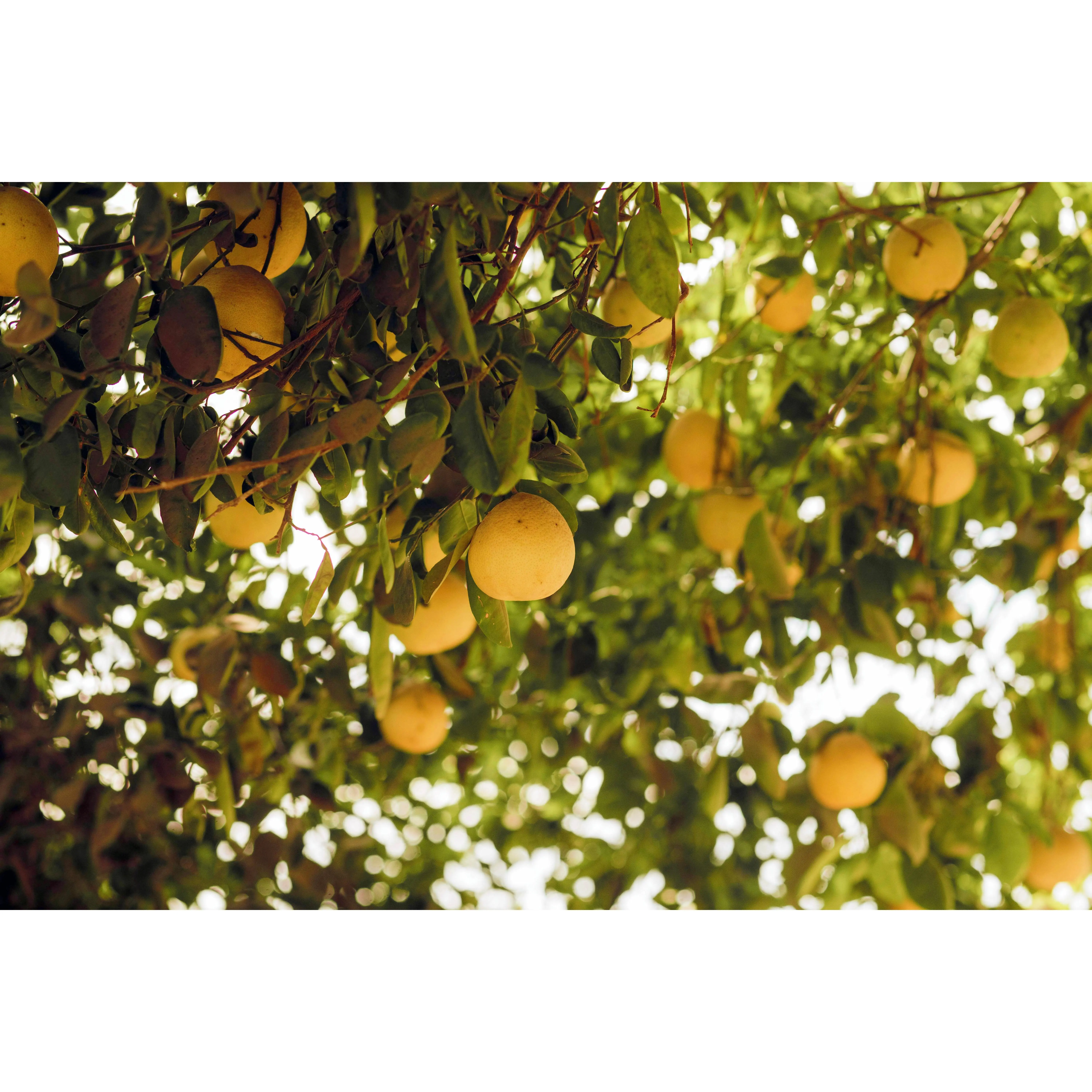 Large Box of California White Grapefruit (9 - 11 in a box)