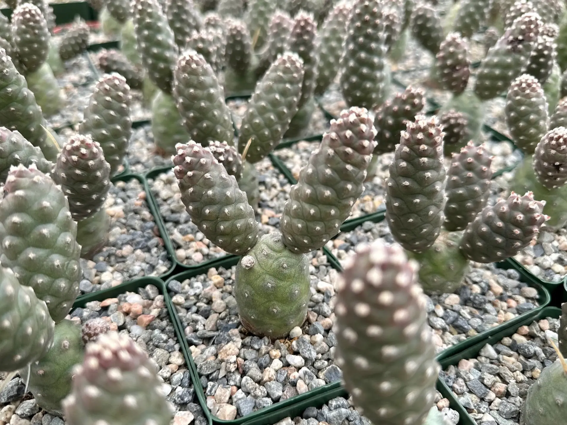 Pine Cone Cactus, Tephrocactus Articulatus, Unique Cactus in 3" pot