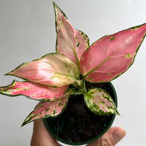 Aglaonema pink Zircon 4" pot House Plant - Beginner-Friendly and Unique Leaves