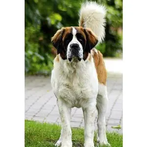 USED-St Bernard Notebook by Wild Pages Press (Paperback)