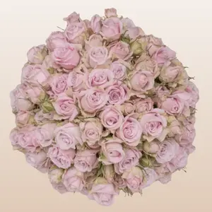 Portrait Light Pink Spray Roses 12 Bunches 10 Stems 40cm 3-4 Blooms Per Stem for DIY Weddings and Home Florists