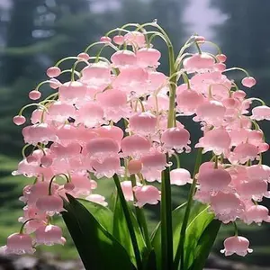 Mixed Lily of the Valley Seeds – Fragrant White & Pink Perennial Blooms for Small Garden, Shade Borders, Ground Cover & Landscaping