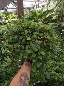 Peperomia Red Stem