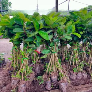 Pink Guava Tree Live Plant, 10-14 Inch Tall, Sweet Tropical Guava Fruit Tree for Outdoor Planting, No Pot, Well-Rooted