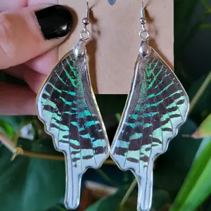 Real Green Banded Uranium Moth Wing Earrings/ Boho Jewelry/ Oddities and Curiosities/ Insect Taxidermy/