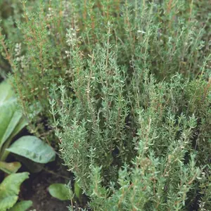 Thyme Live Plants - Plants 12 Inch Easy To Plant (3 Plants)