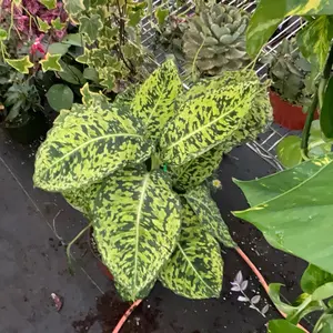Camouflage plant 6”