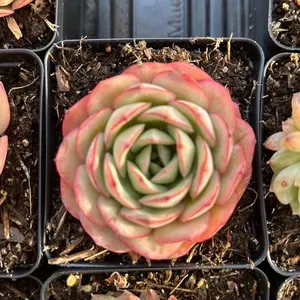 Echeveria ‘Peony Pavillon’ - Bare Root Succulents - Terra Tales