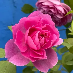 Rare Rose【Raphael |ラファエル】 -OwnRoot｜Israfel|  | Heat Resistant| | Easy to Grow| つるバラ| Long flowering period| Strong Disease Resistance