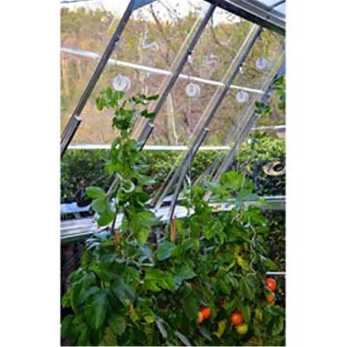 212 MAIN Palram-Canopia Pro Trellising DIY Garden Kit - 6-Hook Trellis, Space-Saving Vine Support for Greenhouses (Home Improvement Garden Supplies)
