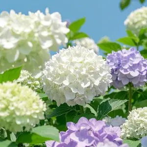 Mixed Color Hydrangea Seeds - 200 Count | All Seasons Vibrant Multicolor Blooms Hardy Perennial Flowers for Garden Beds Borders Pathways & Containers Eco Friendly Non GMO Gift for Garden Lovers