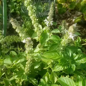 Lemon Basil Seeds