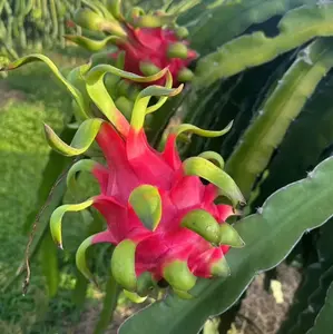 Dragon Fruit Seeds for Planting, Sweet Pitaya Cactus Fruit Seeds, Non-GMO High Germination Tropical Fruit Seeds for Indoor Outdoor Garden