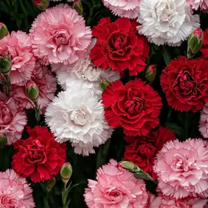 1000 Seeds Perennial Dianthus Red Carnation Flower Seeds for Planting