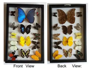 Framed Butterfly Collection With Blue Morpho A+ Quality