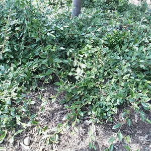 Willowleaf Cotoneaster