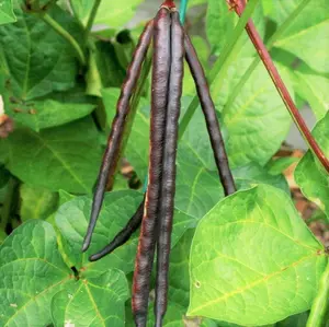 TomorrowSeeds - Knuckle Purple Hull Cowpea Seeds -  Brown Crowder Field Cow Pea Knucklehull Purplehull Beans Non GMO Vegetable Seed For 2024