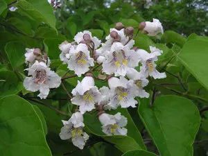 Catalpa tree qt. pot