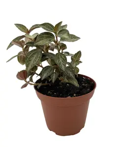 Silver and Red Peperomia trinervis - 3.7" Pot