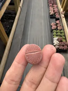 April Farm Special-Pick Succulents Live Check Out Link (Please only use this listing for live check out)