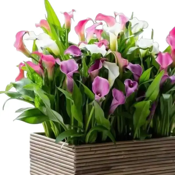 3 Jumbo Calla Lily Bulbs - Mixed Color Blooms, Easy-to-Grow for Spring Gardens (Garden Supplies, Flower Bulbs for Home Improvement)